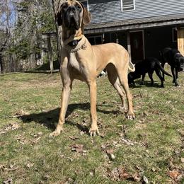 Freya - Great Dane