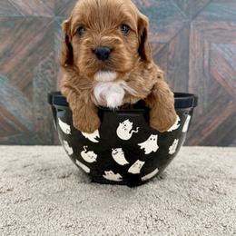 Aster - Red male Cavapoo puppy in Beresford, South Dakota from DAKOTA DOOD RANCH