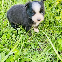 Toy Australian Shepherd All Grown Up from The Ranch of the Sun Toy Aussies