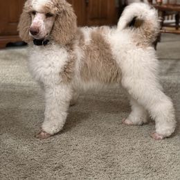 Pembroke Welsh Corgi and Poodle Puppies from Blue Diamond Kennel