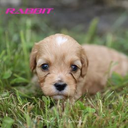 Rabbit - Cream female Cockapoo puppy in Canastota, New York from Silver City Cockapoos