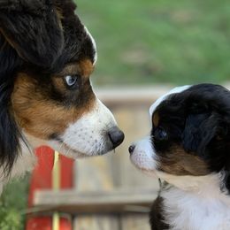 Miniature American Shepherds, Miniature Australian Shepherds, and Toy Australian Shepherds from The Aussie Pawsie