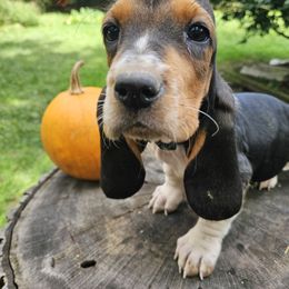 Fred - Black brown and white male Basset Hound puppy in Pleasant Lake, Michigan from Pleasant Bay Basset Hounds