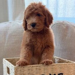 Yellow collar girl - Red  female Goldendoodle puppy in San Diego, California from Southside Doodles