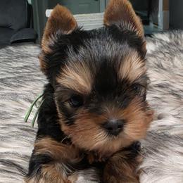Beau - Blue and gold male Yorkshire Terrier puppy in Eatonville, Washington from Luxe Yorkshire Terriers