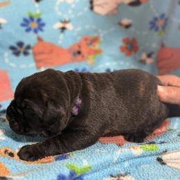 Purple - Black male Cane Corso puppy in Paris, Texas from Knucklehead Cane Corso