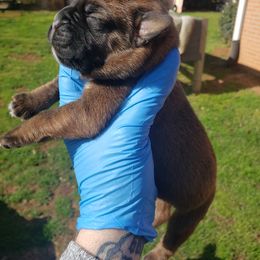 Boxer Puppies from SmashBox Kennel