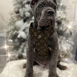 Cane Corso Puppies from Busch Kennels LLC