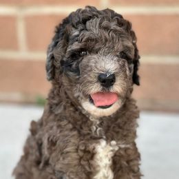 Orange Boy - Merle male Goldendoodle puppy in San Diego, California from Sensational Doodles