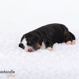 Bernedoodle Puppies from Bernedoodle Bliss