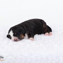 Bernedoodle Puppies from Bernedoodle Bliss