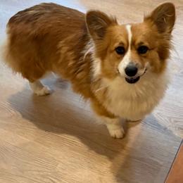 Heidi - Pembroke Welsh Corgi