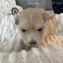 Bloom - White female Coton de Tulear puppy in Freeport, Texas from H❤️PE COTONS
