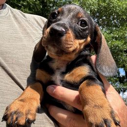 PB1 - Wild boar male Dachshund puppy in South Carolina from Purebred Dachshunds
