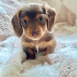 Lightning McQueen - Chocolate and tan male Dachshund puppy in Floral City, Florida from Daisy's Doxies