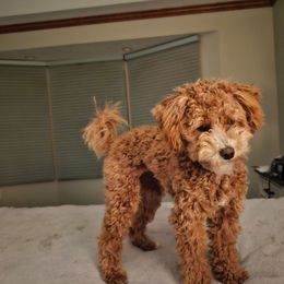 Aussiedoodle All Grown Up from White Pine Farm