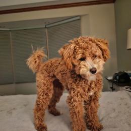 Aussiedoodle All Grown Up from White Pine Farm