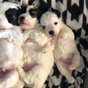Lowchen Puppies from Willowcreek Kennels