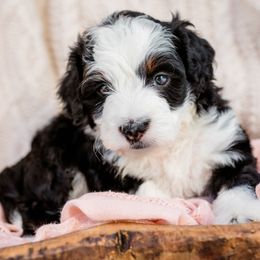 Bernedoodle, Cavalier King Charles Spaniel, Cavapoo, and Poodle Puppies from Dinky Doo Doodles
