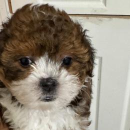 Trixie - Liver and white female Shihpoo puppy in Cedar Springs, Michigan from Pridespoodles