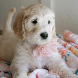 Goldendoodles from Penny Lou’s Doodles