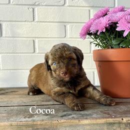 Cocoa - Red female Aussiedoodle puppy in Ellenburg Center, New York from Kristin's Puppies