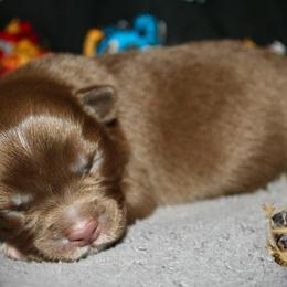 Rosalina - Red & white female Australian Shepherd puppy in El Dorado Springs, Missouri from HP Aussie Kennels