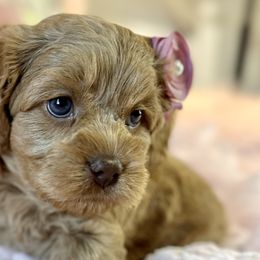 Mabel - Golden Cockapoo puppy in Roseville, California from Darby Park Doodles