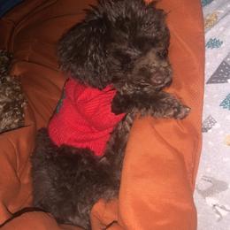 Golden Retriever and Poodle All Grown Up from Meagan Nielson’s Precious Pups