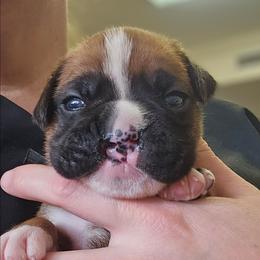 Scar (cleft lip) - Fawn male Boxer puppy in East Moline, Illinois from WildRiver Boxers