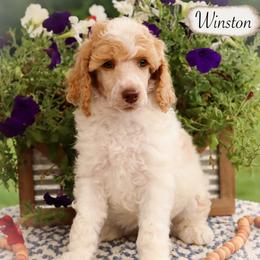 Winston - Parti male Poodle puppy in Utica, Ohio from Crystal Rose Canines