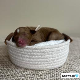 Snowball - Red  male Goldendoodle puppy in Crothersville, Indiana from Wischmeier’s Doodles
