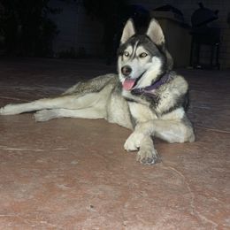 Bambi - Black tan and white female Siberian Husky puppy in Rancho Cucamonga, California from Rice Breeders