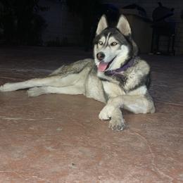 Bambi - Black tan and white female Siberian Husky puppy in Rancho Cucamonga, California from Rice Breeders