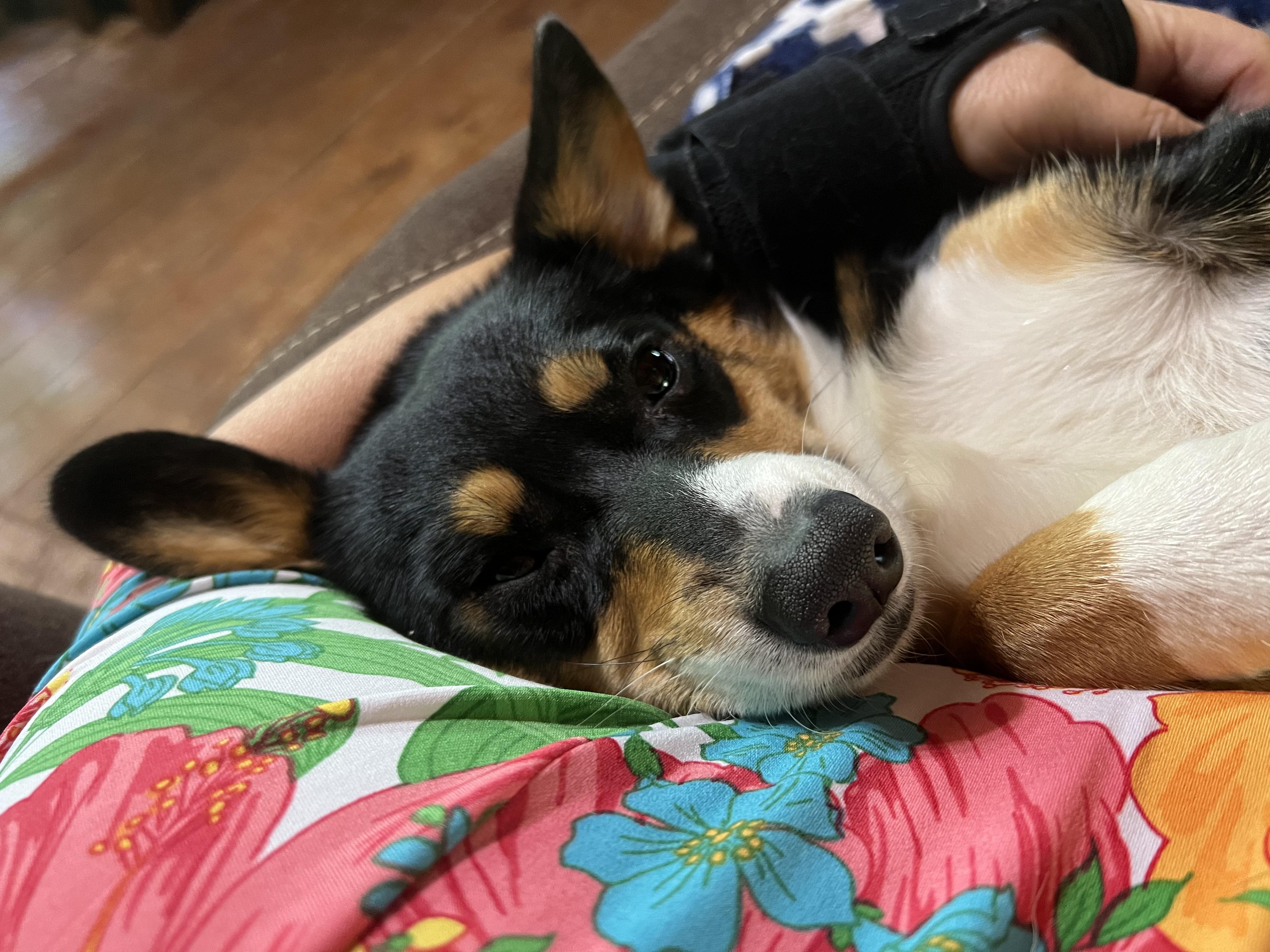 Harper
