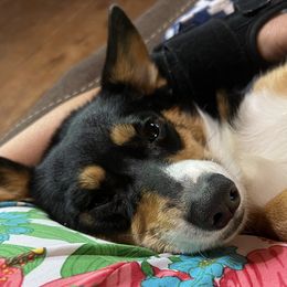 Harper - Pembroke Welsh Corgi