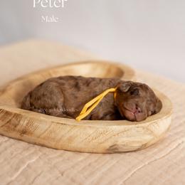 Peter - Merle Goldendoodle puppy in Lusby, Maryland from C&C Goldendoodles