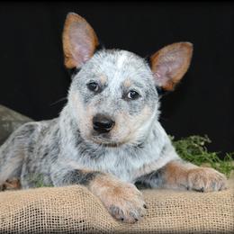 Australian Cattle Dog Puppies from TLC Cattle dogs