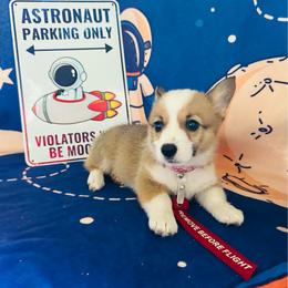 Christina Koch - Red and white female American Corgi puppy in Cocoa, Florida from Cascadian Space Coast Corgis LLC