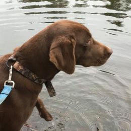 Labrador Retrievers from Labs of Lake Hills