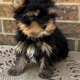 Male 5 - Black and tan male Yorkshire Terrier puppy in Lafayette, Georgia from Berggipfel Yorkies