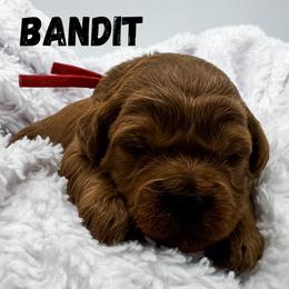 Bandit - Red  male Goldendoodle puppy in Eagle Mountian, Utah from The Puppy Family