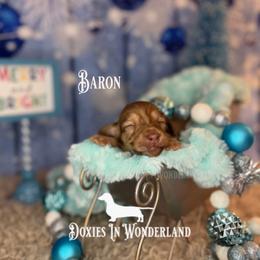 Baron - Cream male Dachshund puppy in Rainier, Oregon from Doxies in Wonderland