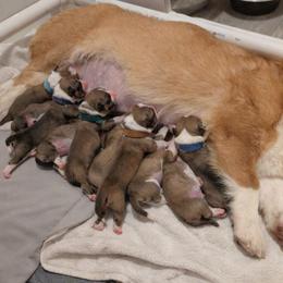 Orion (Dark Blue collar) - White and red male Pembroke Welsh Corgi puppy in Milton, Florida from Milton Corgis