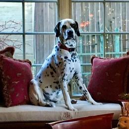 Dalmatian All Grown Up from Gateway Farm Dalmatians