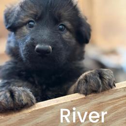 River.  Yellow collar. Guardianship only - Sable female German Shepherd puppy in Winterport, Maine from Vom Stevens Old Fashioned German Shepherds