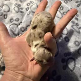 Gucci (tiny runt) - Merle female Chihuahua puppy in Seneca, Missouri from Stephanie’s Puppy Colony