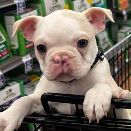 Henry - Lilac male Boston Terrier puppy in Farmington, Connecticut from Boston Luvs