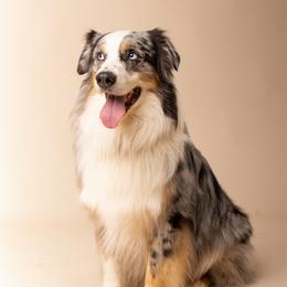 Australian Shepherd puppies from Piney Oak Aussies
