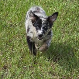 Junior - Blue merle male Australian Shepherd puppy in Wrightsville, Georgia from Wild Magnolia Farms Aussies